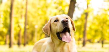 8 от най-общителните породи кучета