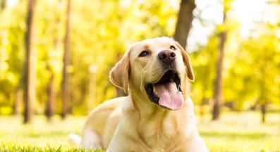 Лабрадор ретривър