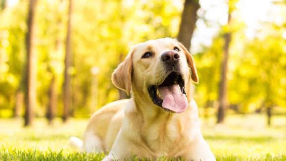 8 от най-общителните породи кучета