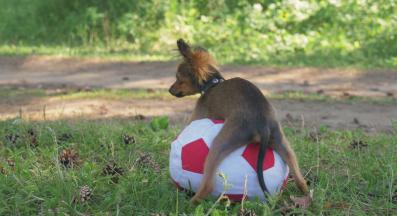 куче неприлично поведение
