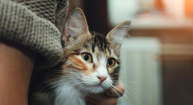 котка и стопанин