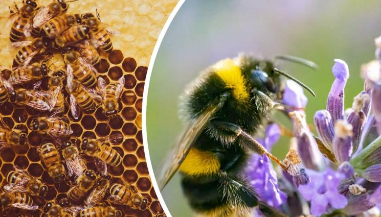 пчели - ЧУДО: 6-годишно дете оцеля след 1100 ужилвания от пчели!