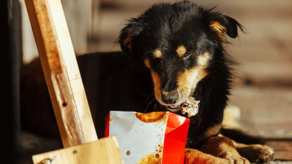Могат ли кучетата да ядат пържено пиле?