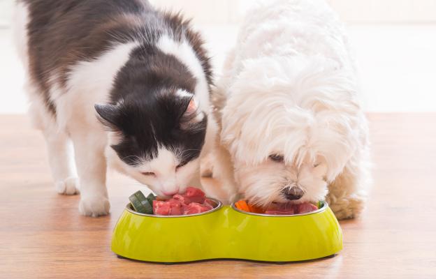 куче и котка храна