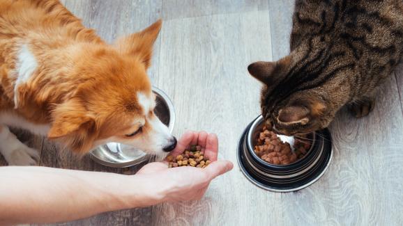 Каква е разликата между кучешката и котешката храна