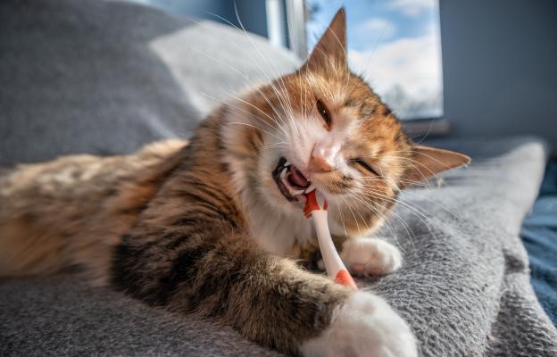 почистване на зъбите на котка