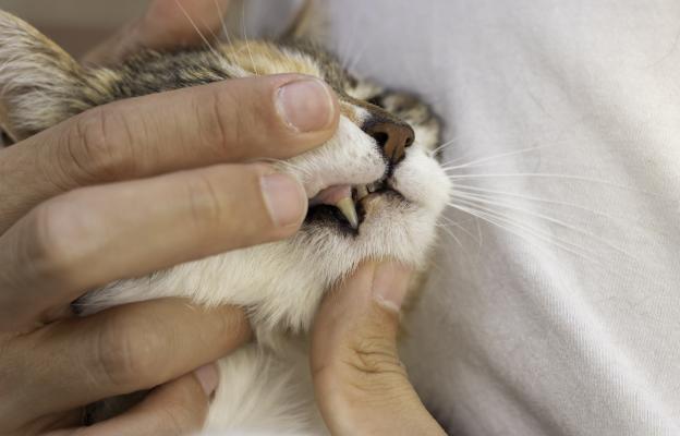 почистване на зъбите на котка