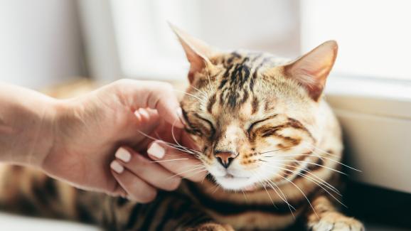 9 подобрения за здравето на котката, които да направите тази година