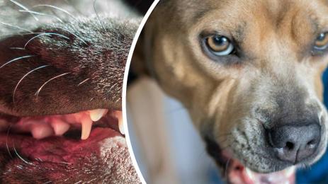 КЪРВАВА СЛУЧКА: Свирепо куче нападна жена, обезобрази лицето й! (СНИМКА)