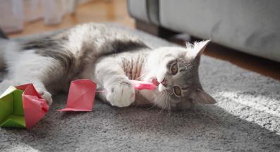 игрива котка