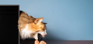 12 досадни неща, които правят всички котки