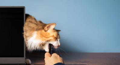 котка у дома