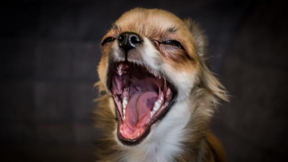 7 неща, които трябва да знаете за кучешката кашлица и антибиотиците