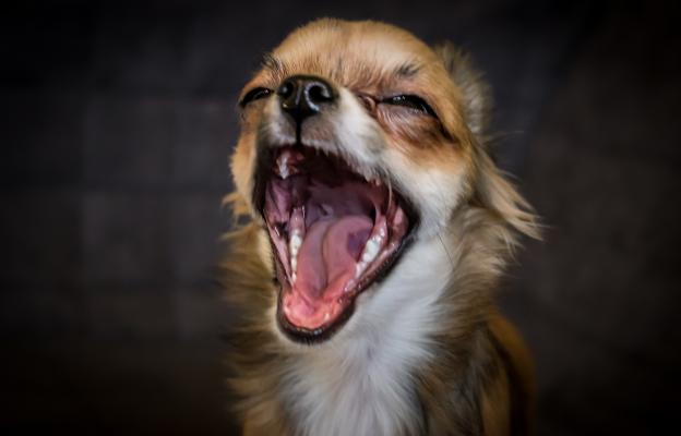 куче кашлица