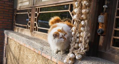 котка и чесън