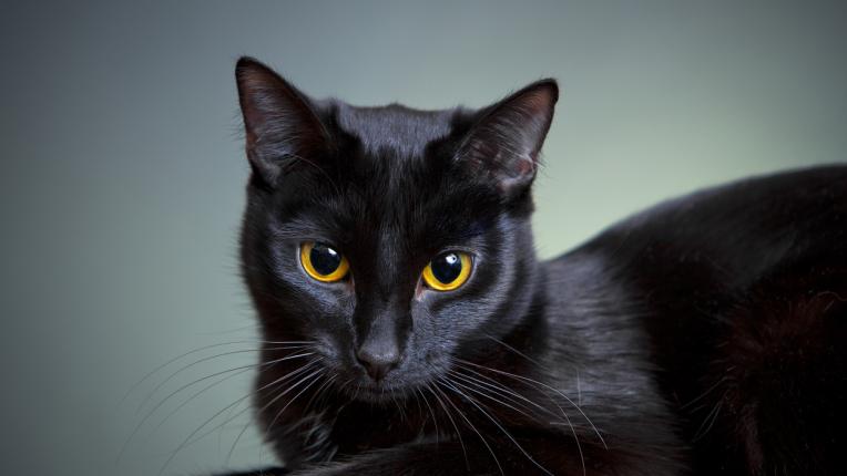  Ето го твоето черно коте за шанс 