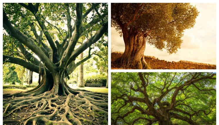 вековни дървета - Месец преди 14 февруари: Влюбени картират с телефон вековни дървета