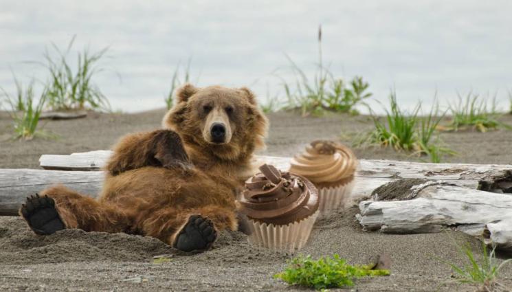 мечка - ТЪГА В ИТАЛИЯ: Лакомият мечок Хуан Карито прегазен от автомобил