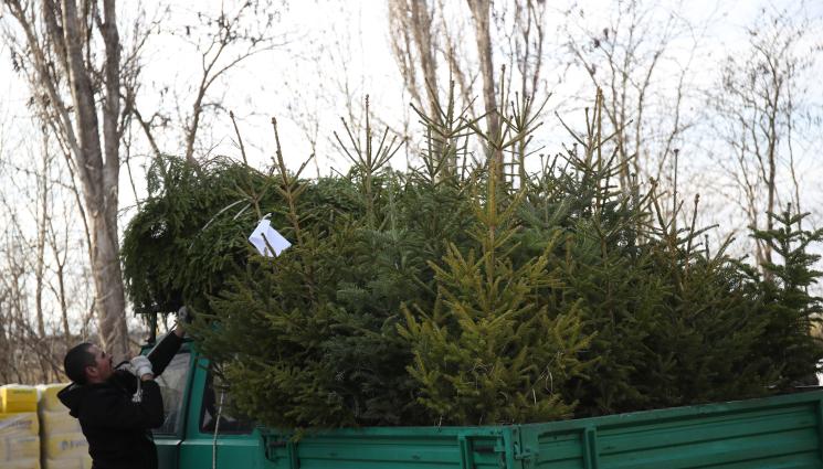 елхи - Агро Телеграф: Столичният зоопарк отказва елхи за животните