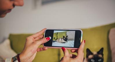 котка и снимки