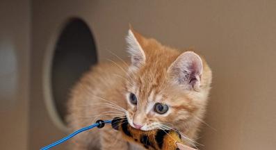 котка и играчки