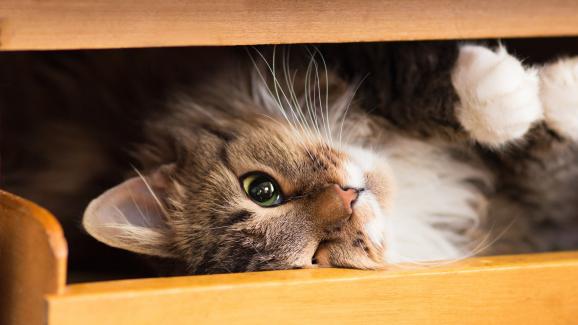 Котките разбират ли „постоянството на обекта“