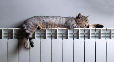 котка спи на топло