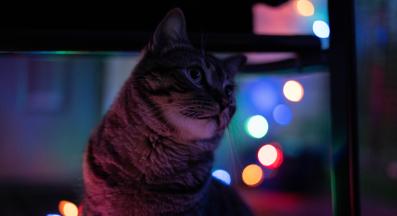 котка през нощта