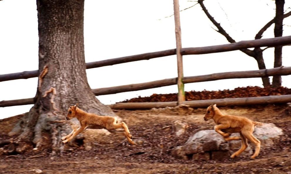 Две бебета от вида гривест козирог се родиха преди дни