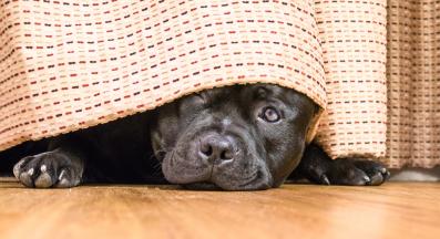 куче се крие