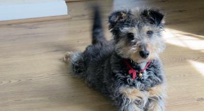 куче опашка