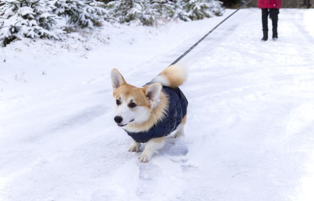 куче разходка зима
