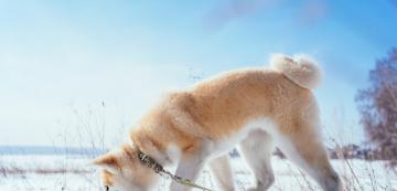 Вярно ли е, че обонянието на кучетата е по-добро, когато навън е студено?