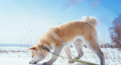 куче разходка зима