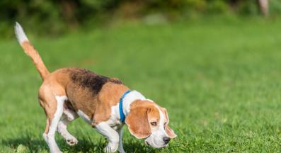 куче миризма