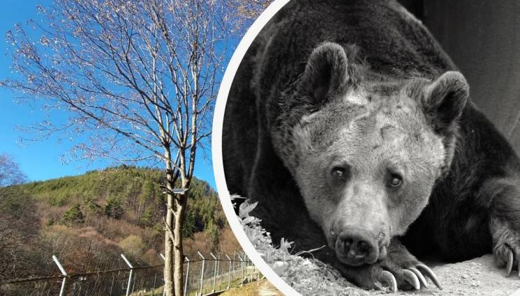 мечок Добри - ТЪЖНА ВЕСТ: Почина мечокът Добри