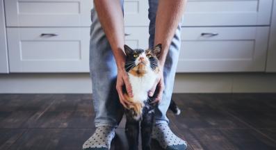 котка между краката на стопанин