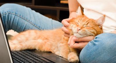 галене на котка