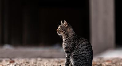 котка гледа