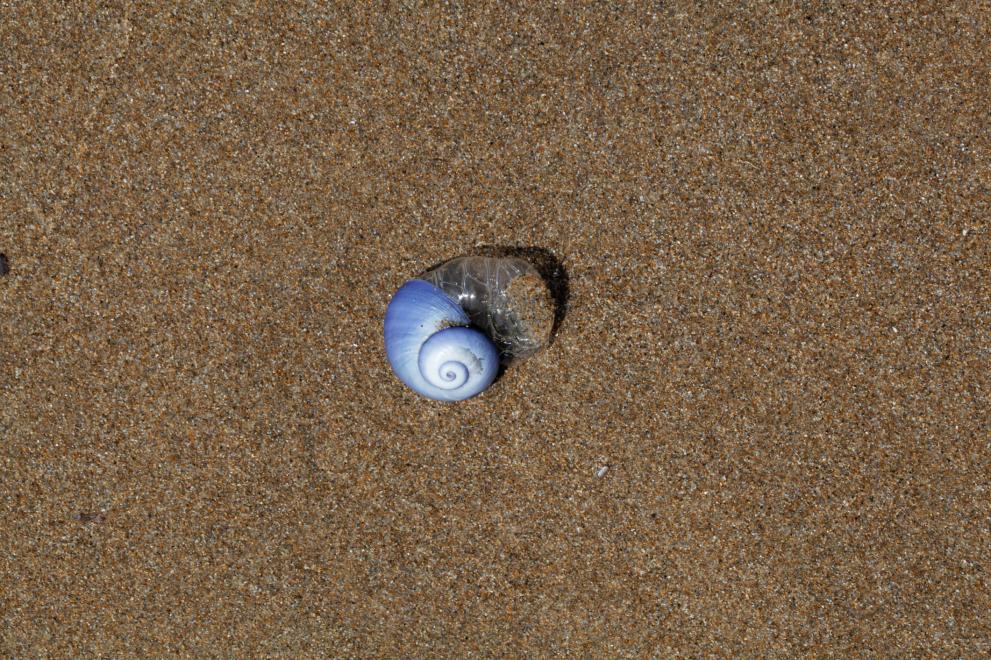  Лилав морски охлюв 