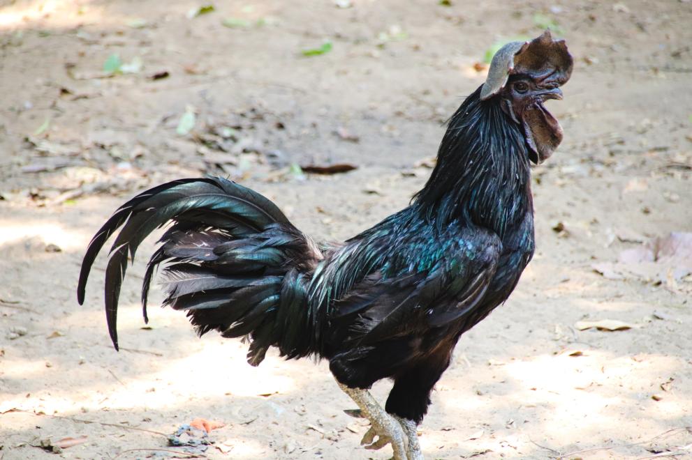  Черен петел 