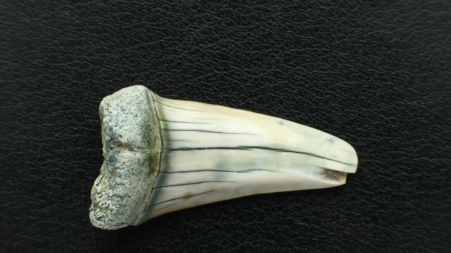 Момиче намери зъб от изчезнал вид акула на плаж в Мериленд 