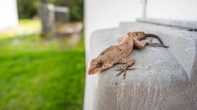 Горски гущери мутират, за да оцелеят в града
