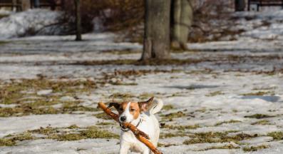 куче без каишка