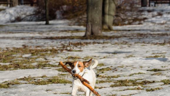 куче без каишка