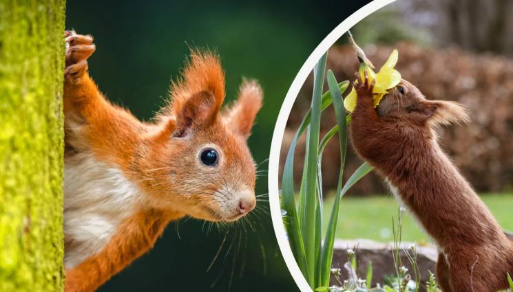 катерица - ИСТИНСКА НАХОДКА В ЛЕГЛОТО: Малечка-Палечка се прероди като катеричка (СНИМКИ)