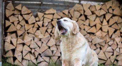 куче повръщане