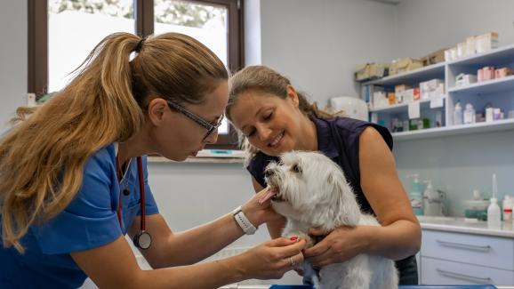 6 въпроса, които всеки собственик на куче трябва да зададе на ветеринарния си лекар