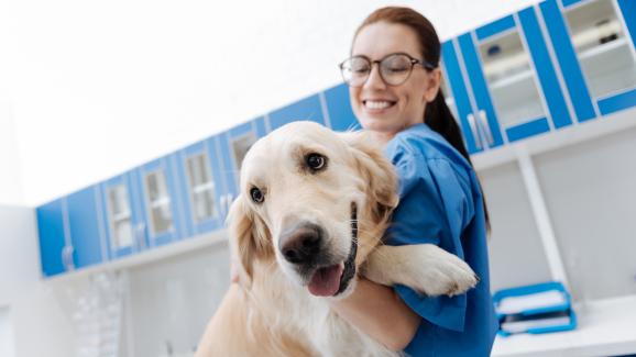 5 начина кучето да заобича прегледите при ветеринарния лекар
