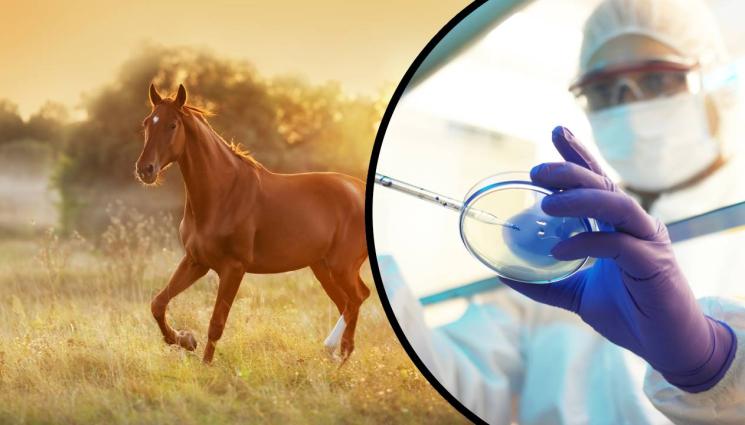 кон - Китай показа клониран кон (ВИДЕО)